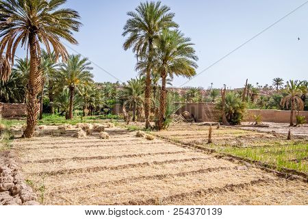 Desert Of Figuig