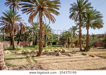 Desert Of Figuig
