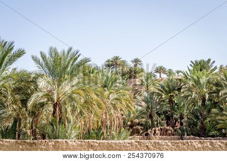Desert Of Figuig