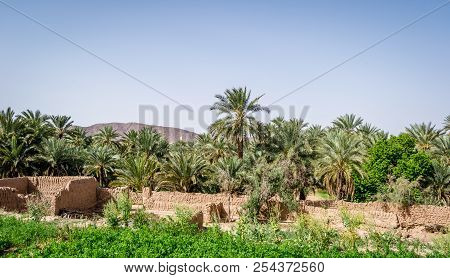 Desert Of Figuig