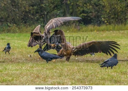 The White-tailed Eagles Are Fighting In Autumn Color Environment Of Wildlife. Also Known As The Ern,