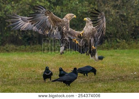 The White-tailed Eagles Are Fighting In Autumn Color Environment Of Wildlife. Also Known As The Ern,