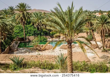 Desert Of Figuig