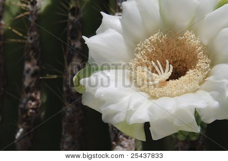 Saguaro Cactus Flower