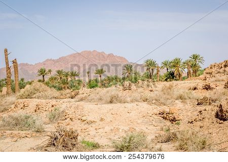 Desert Of Figuig