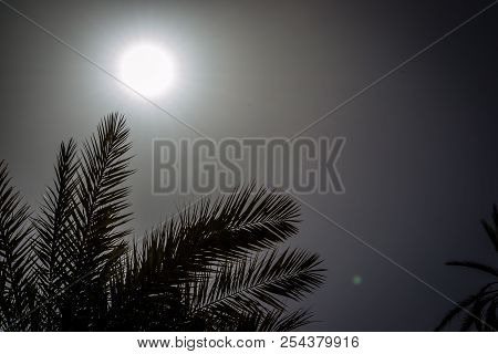 Desert Of Figuig