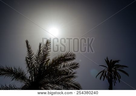 Desert Of Figuig