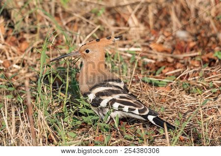 Eurasian Hoopoe Posed In The Grass Of A Meadow