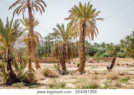 Desert Of Figuig