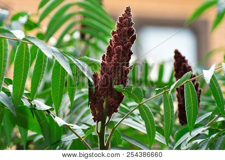 Photograph Of An Acetic Tree. Place For Your Text.