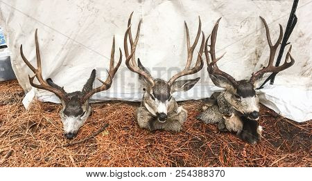 Mule Deer Harvest Of Three Trophy Bucks. Fun And Adventure Recreational Hunting In Sawtooth Mountain