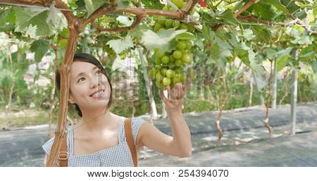 Young woman visit green grape farm