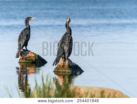 Two Big Black Birds Cormorants Sitting On Rocks On Blue Water On A Sunny Summer Day. Ukraine, Kakhov