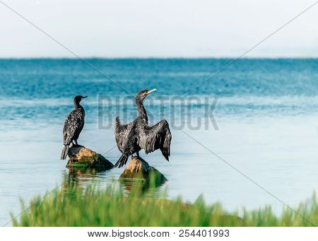 Two Big Black Birds Cormorants Sit, Spreading Wings, On Rocks On The Water On A Sunny Summer Day. Uk
