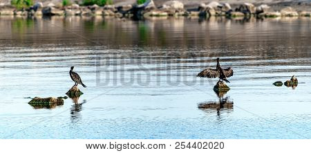 Two Big Black Birds Cormorants Sit, Spreading Wings, On Rocks On The Water On A Sunny Summer Day. Uk