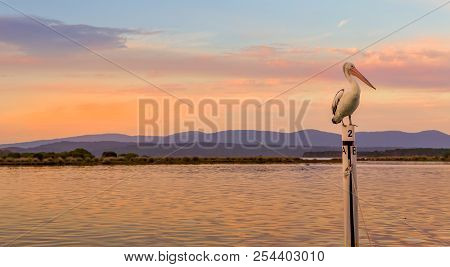 Pelican Roosting On A Boat Mooring In Mallacoota Top Lake At Sunset
