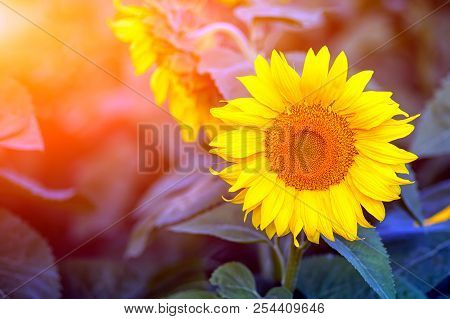 A Close-up Of One Young Bright Yellow Sunflower On A Sunflower Field In A Warm Sunny Day, The Backgr