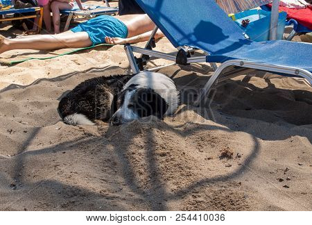 Dog Relaxing On Sandy Beach In Suumer Day