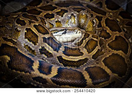 Close-up Python Burmese Sleeps After A Dense Dinner