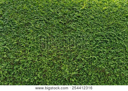Big Green Wall Of Cupressus Tree As Background, Texture