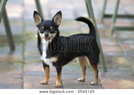 Chihuahua Toy