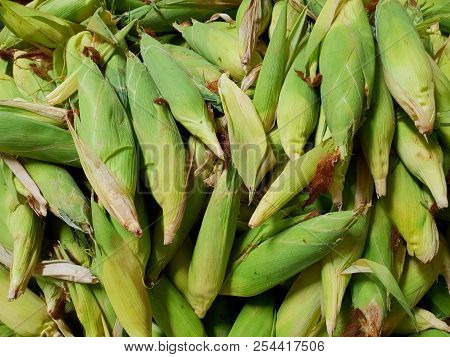 Top View Of Group Corn As A Background (zea Mays), On Market In Thailand