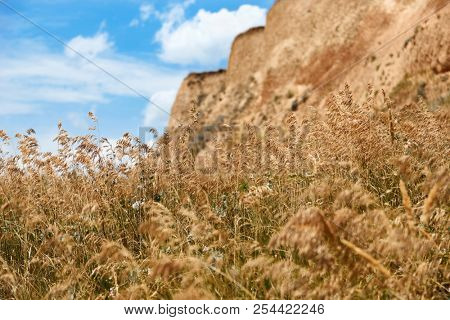 wildflowers on high coast by the sea, beautiful coastal landscape, travel concept