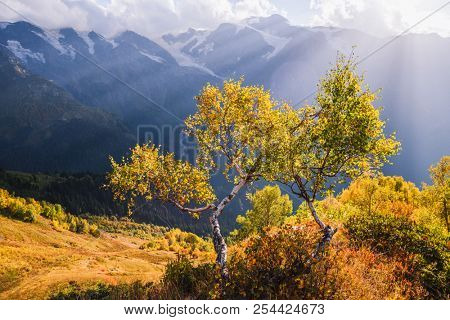 Autumn landscape in the mountains. Birch forest on the slope Mkheer mount. Caucasus, Georgia, Zemo Svaneti