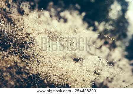 Beautiful Background With Dew And White Grass With Pearls