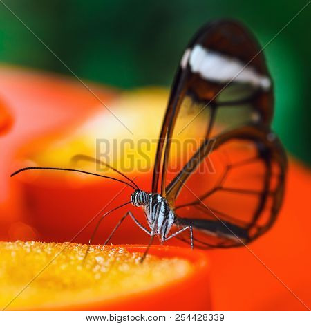 Butterfly (greta Oto) With Transparent Wings Feeds On Flower