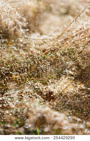 Brown Background, Dewdrops On The Brown Grass, Copyspace