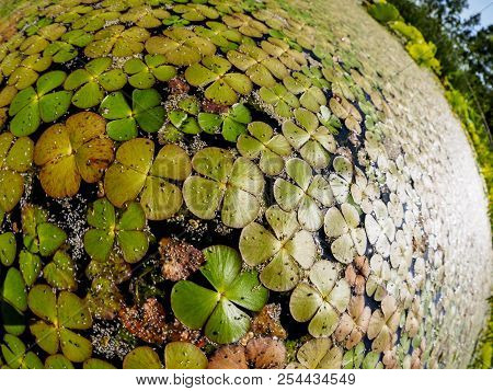 Duckweed (lemnoideae) In A Pond In The Sunny Day, Fisheye Image
