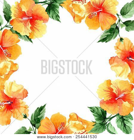 Watercolor Orange Naranja Hibiscus Flowers. Floral Botanical Flower. Frame Border Ornament Square.