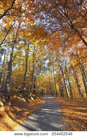 Colorful Autumn Landscape In Romanian Mountain, Day