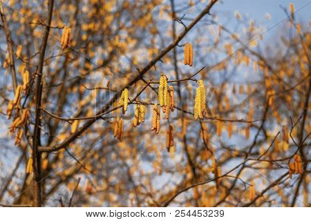 Blooming Alder Tree (alnus). Early Spring Nature Background.