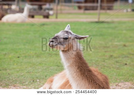 Llama Relax In Spring Sunny Day.