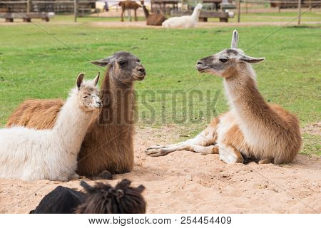 Llama Relax In Spring Sunny Day.