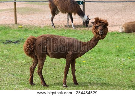Llama Relax In Spring Sunny Day.