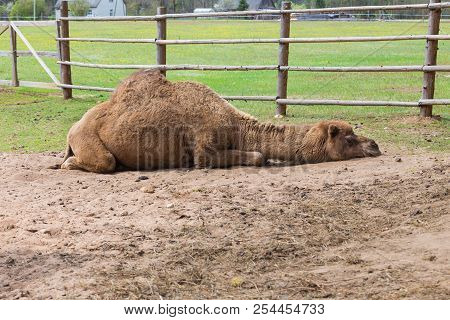 Camel Relax In Spring Sunshine Day.