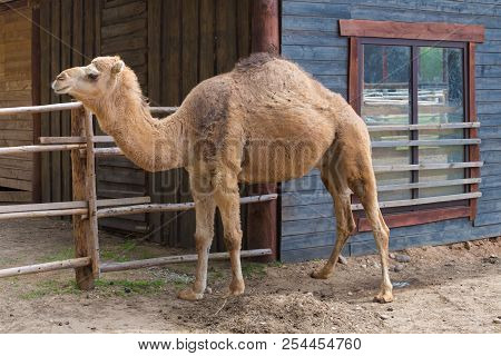 Camel Relax In Spring Sunshine Day.