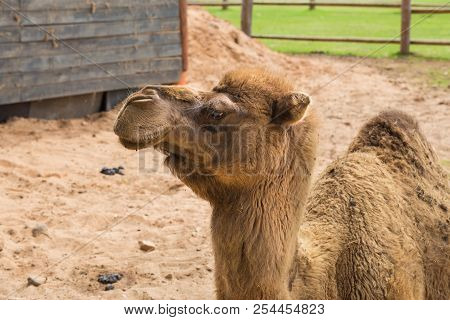 Camel Relax In Spring Sunshine Day.