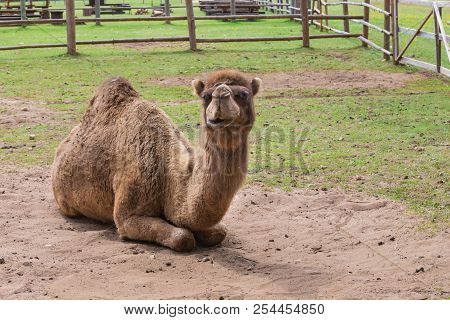 Camel Relax In Spring Sunshine Day.