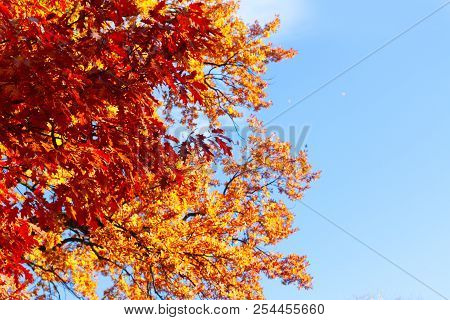 Vibrant Fall Orange Oak Tree Foliage On Blue Sky