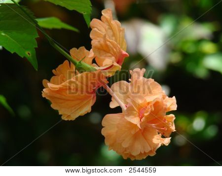 Vaalea oranssi kahden Hibiscus