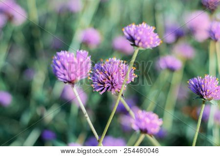 Head Flower Are Growing With Beautiful In Winter.