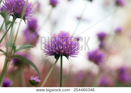 Head Flower Are Growing With Beautiful In Garden At Sky.