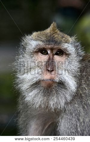A Portrait Of A Crab-eating Macaque, Indonesia