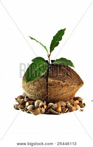 Coco e planta