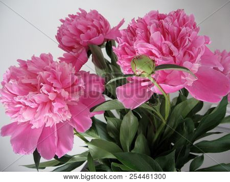 Beautiful Peonies In A Vase, Vintage Close Up Shot