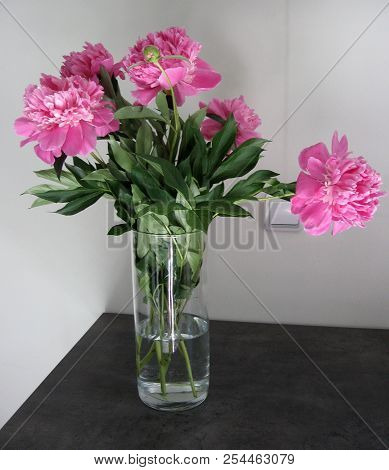 Beautiful Peonies In A Vase, Vintage Close Up Shot